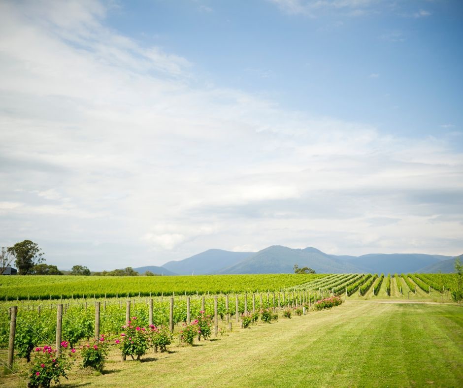 Melbourne's Relaxing Yarra Valley