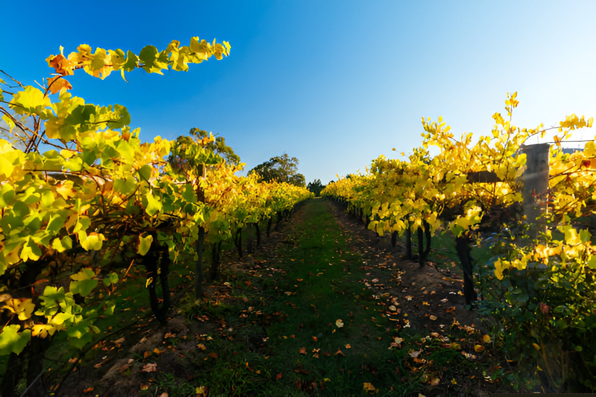 Malbec World Day