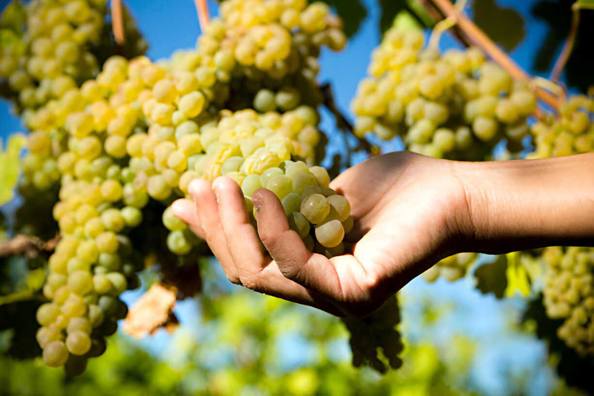 Yarra Valley Sauvignon Blanc