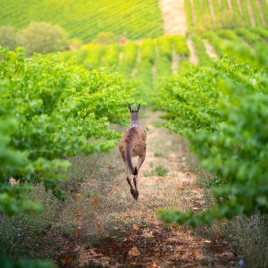 Add extra day of touring in Yarra Valley