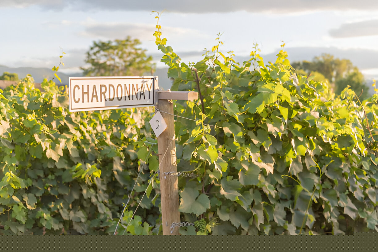 Celebrate International Chardonnay Day