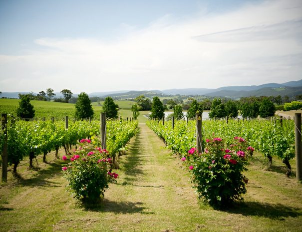 10. Yarra Valley Spring in the vines