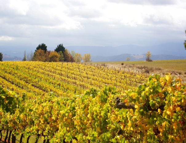2. Yarra Valley Gorgeous view over the vines